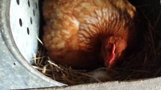 Chick #2 is here! July 5th, 2017 by hotrodparker 46 views 6 years ago 1 minute, 46 seconds