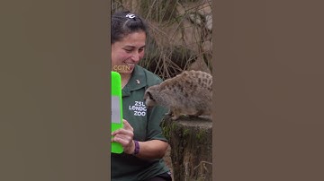 Counting the animals at London Zoo