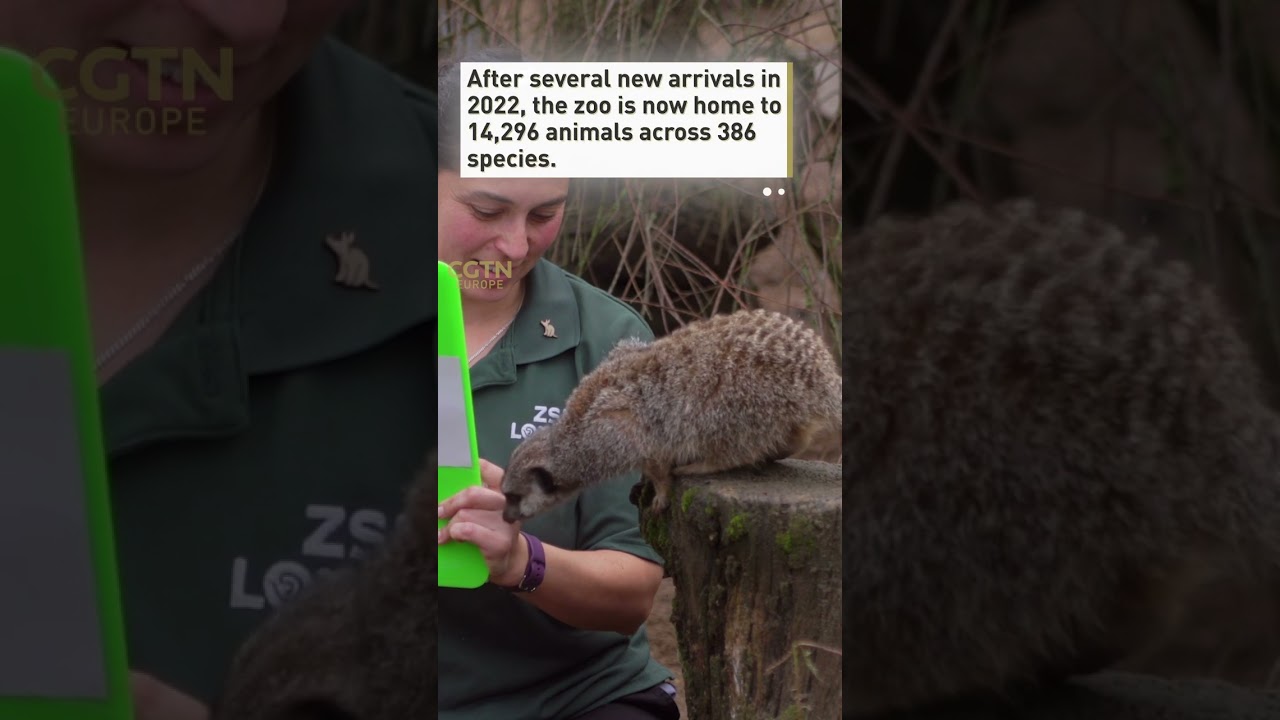 Counting the animals at London Zoo