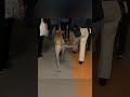Cachorro Viaja de Metrô para ter Lembranças do Dono 🐶❤️
