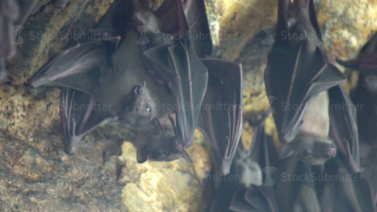 4k uhd Bats close up hanging at the wall at the entry of a holy