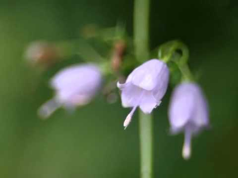 Видео: Отглеждане на Adenophora Ladybells: Информация за фалшивите растения Campanula в градините