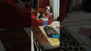 bacha chor se to buddy b darta hai.  #beagle #cute ##reels#dog #puppy #funny #viral