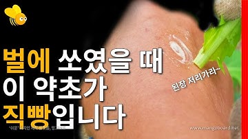 벌에 쏘였을 때 이 약초가 직빵입니다!!