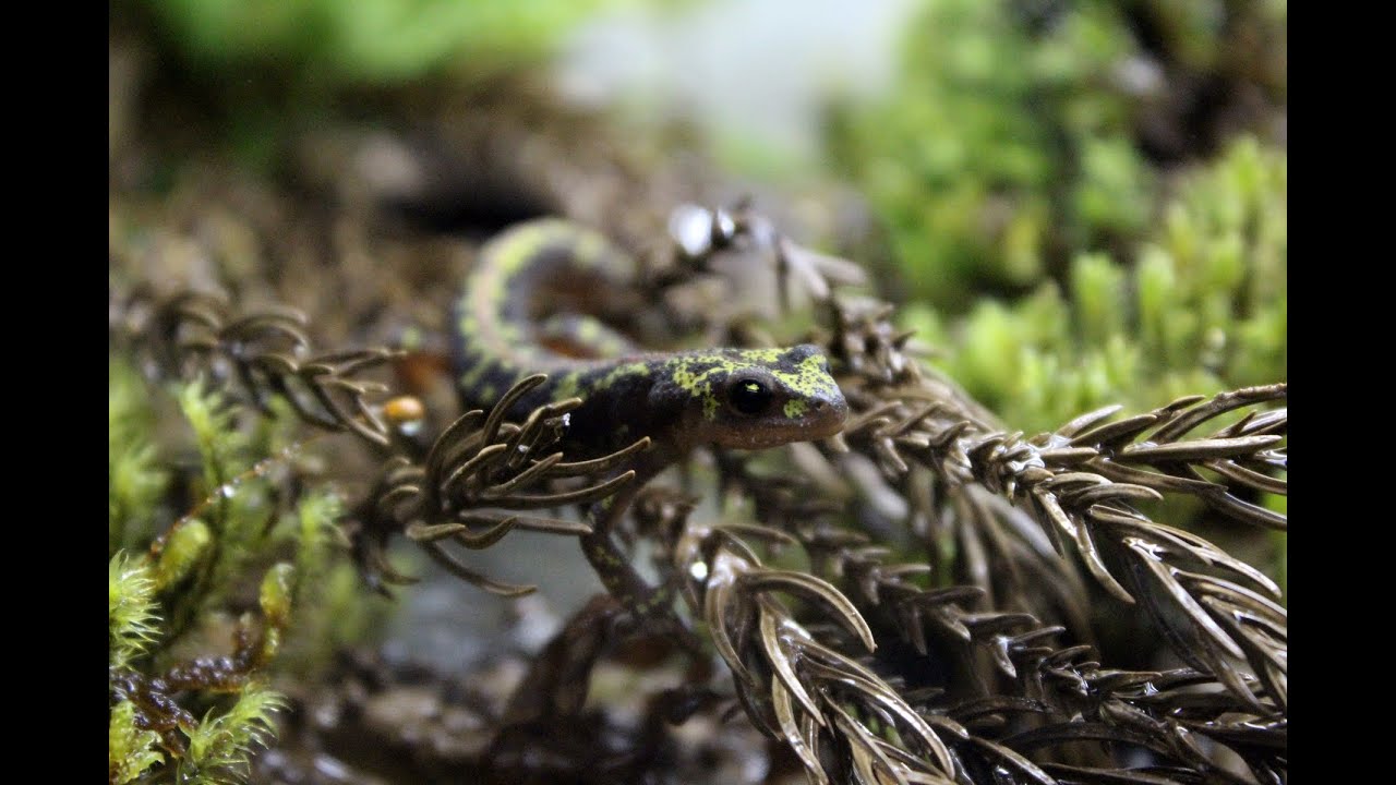 petco hours Making Marbled Newt (Triturus Marmoratus) Vivarium[HD]