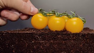 Growing Dragonfruit and Yellow Tomato - Time Lapse #greentimelapse #gtl #timelapse