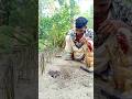 Farmer's rat killing 5 #rattrap #farming #survival #animals