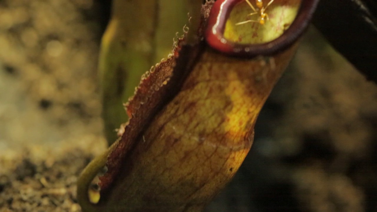 Ants (Anoplolepis gracilipes) vs Pitcher Plant (Nepenthes sp.) - Click here to SUBSCRIBE: https://goo.gl/tlCQJZ

A video of Yellow Crazy Ants and a Pitcher Plant (Nepenthes sp.)

Visit us at http://www.antscanada.com 