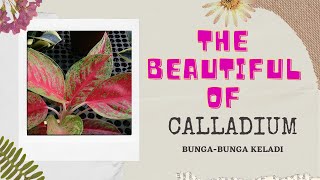 Koleksi Bunga Caladium