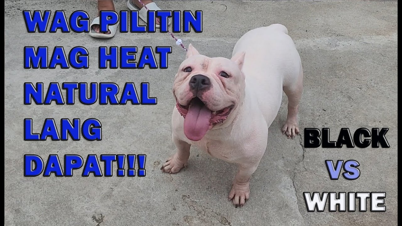 American Bully Female Breeding Heat Cycle Time How Long It Last When To