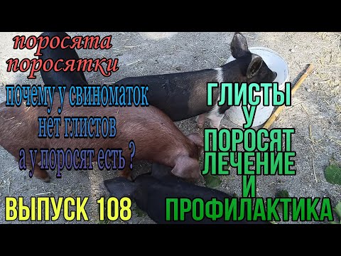 Глисты у поросят. Глисты у свиней. Чем лечить. Профилактика гельминтоза.