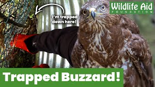 Trapped buzzard rescued from a tight squeeze!