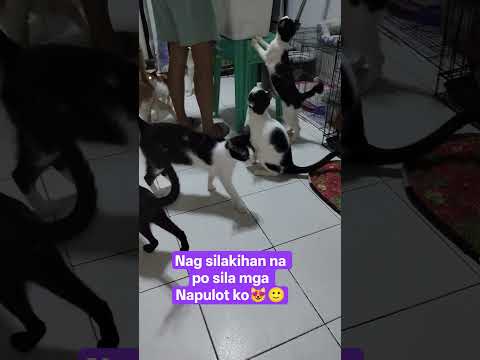 Dito sa bahay😻🦮♥️ #shorts #shortvideo #cats #dogs
