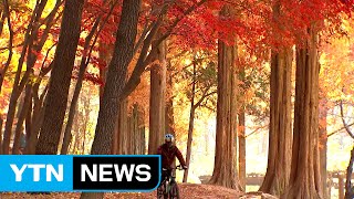 [인천] 인천 대공원 숲길, 가장 아름다운 숲길 선정 / YTN (Yes! Top News)