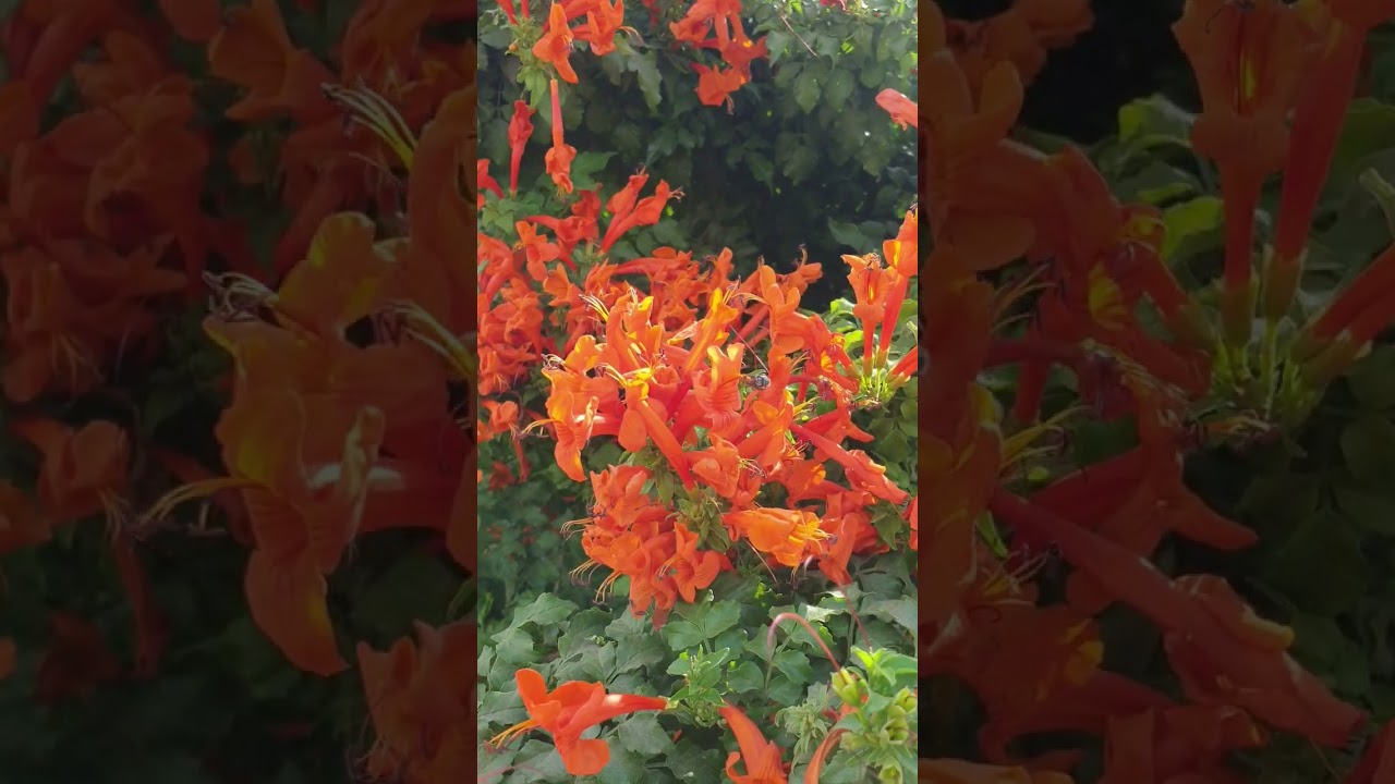 نبات (1)   ... شجيرة تيكوماريا النارية 🔥