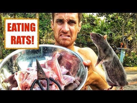 CATCHING and EATING RATS!!!! (Soc Trang, Vietnam) Bắt và ăn chuột!!!! (Bật Phụ Đề Tiếng Việt)