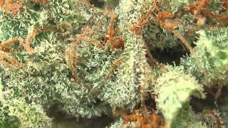 Pure Kush Marijuana Strain from GG Mercantile, Denver, Colorado