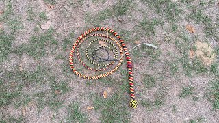 91/2ft coral snake themed bullwhip