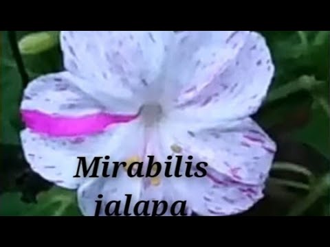Video: Mirabilis: penanaman dan penjagaan tumbuhan