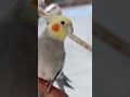 #viralvideo #modapet #petsfofinhos #birds #cockatiel #pets #parrot #calopsita