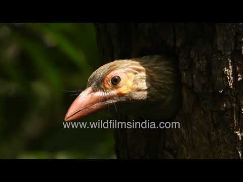 Brown-headed Barbet emerges from a nesting cavity to continue foraging in woodland