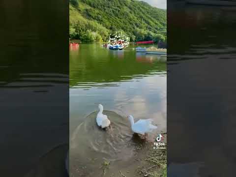 صلى الله عليه وسلم عدد ما ذكره الداكرون وغفل عن ذكره الغافلون