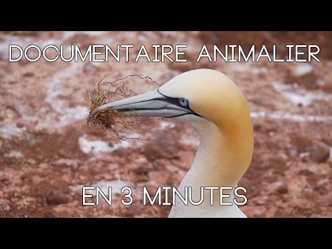 Faire un documentaire animalier en 3 minutes