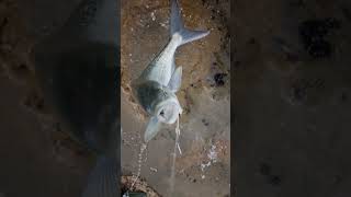 typical nz kaihawai off the rocks #fishing #newzealand #nzwildlife #sealife