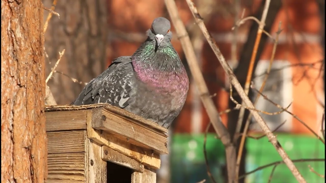 Воробьи и голуби