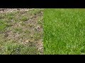 Rasen neu anlegen ohne umgraben â€“ Anleitung / Tipps / Alten Rasen neu machen / erneuern