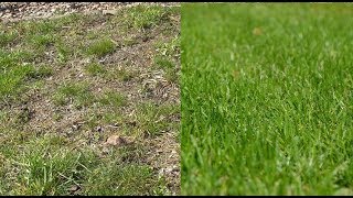 Rasen neu anlegen ohne umgraben – Anleitung / Tipps / Alten Rasen neu machen / erneuern