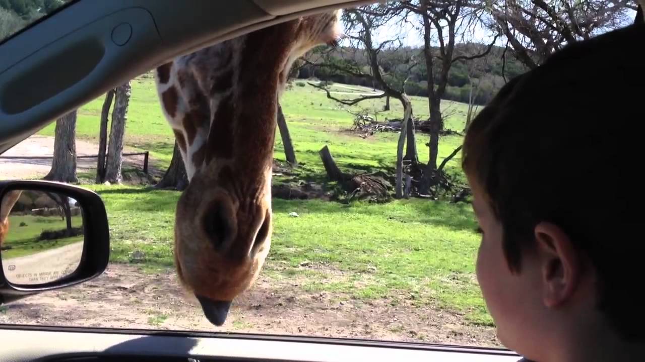 Glen Rose Safari YouTube