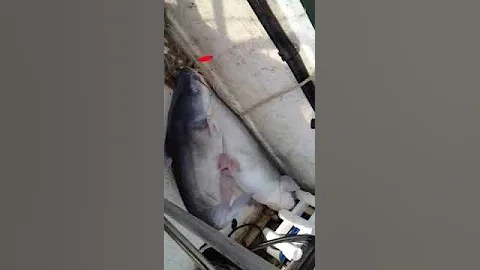 1/5/13 Kanawha River Blue Cats