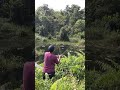 Mancing ikan haruan. #fishing #mancingceria #mancingmania #mancing