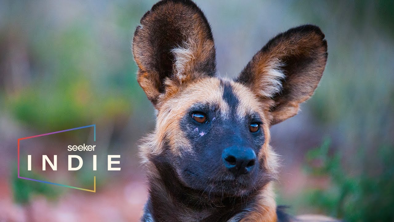 How Scientists Are Saving South Africa’s Painted Dogs | Part of the Pack