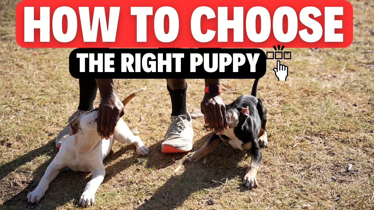 Choosing the Right Puppy