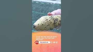 ÚC HỖ TRỢ VIỆT NAM XÂY DỰNG CHUỖI CUNG ỨNG THỦY SẢN  BỀN VỮNG