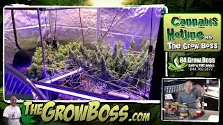 Grow Boss- the BEST Indica and Sativa garden in the history of Cannabis | Grow Boss
