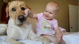 Bayi Lucu Anjing Mengganggu - Anjing Lucu
