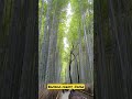 The Arashiyama Bamboo Forest, Kyoto, Japan