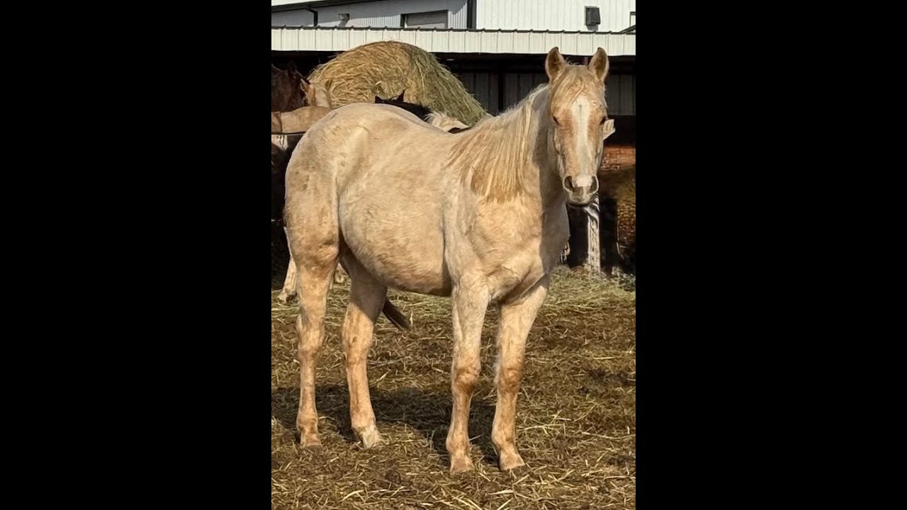 Hicapoo Finely Tuned Hicapoo - 2023 AQHA Filly - Free Movement 12-27-24 - YouTube