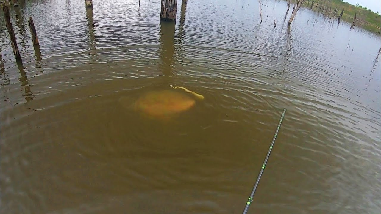 I can't believe monster fish eat a SNAKE lure like this….