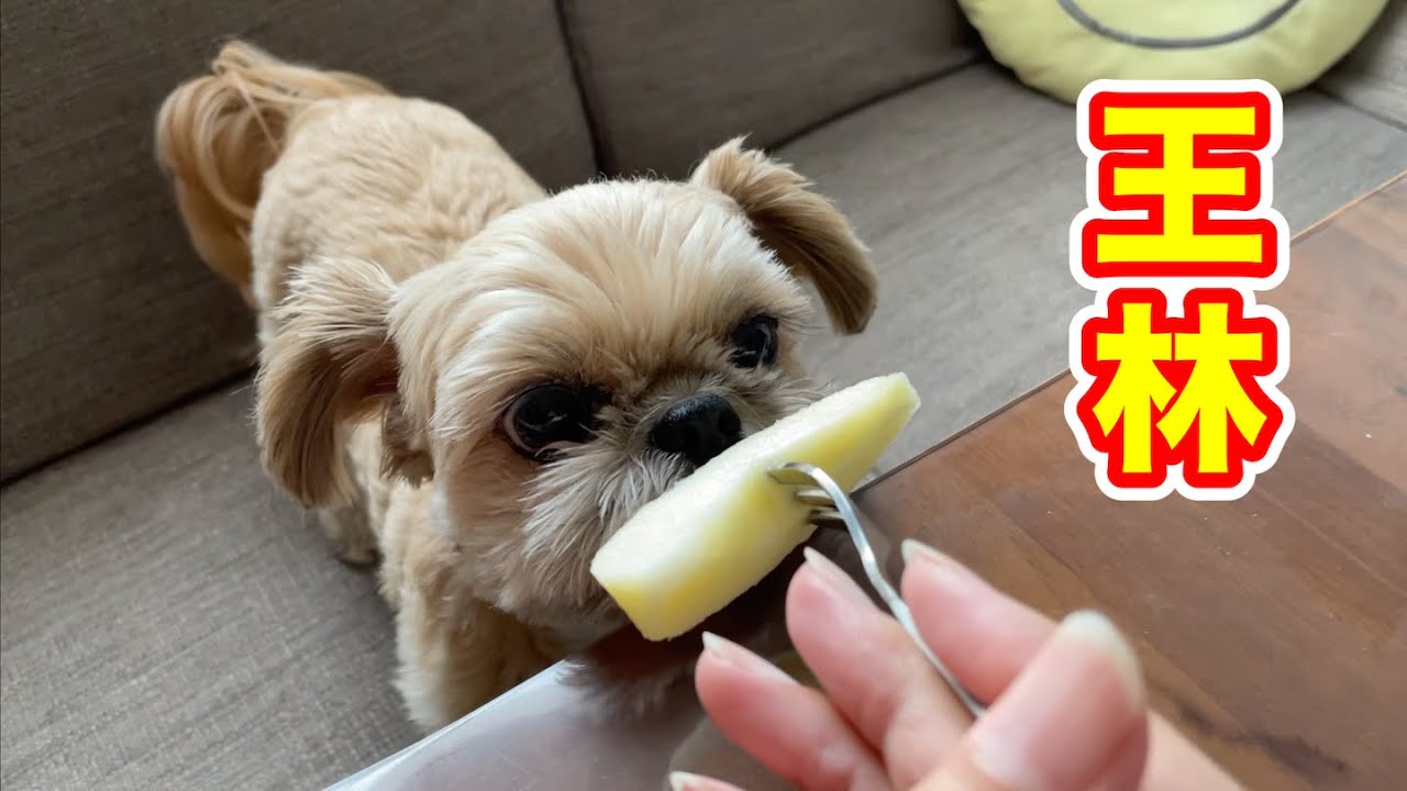 王林 シャクシャクりんごが大好きな犬 チワワ×シーズー - YouTube 王林 シャクシャクりんごが大好きな犬 チワワ×シーズー - YouTube