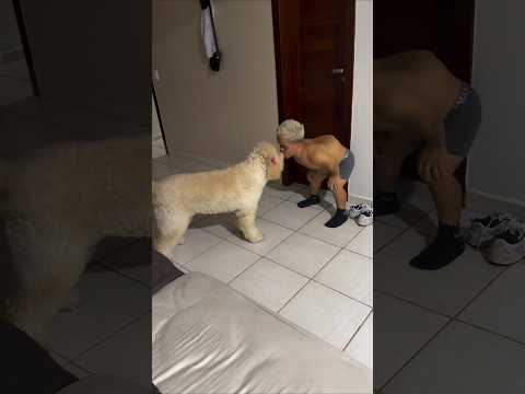 Junim anão beijando a cachorra do Tirullipa