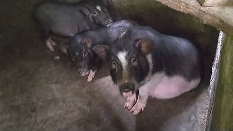 Hnub No Kuv Tus Niam Tsev Wb Mus dawj qos ntoo Los Pub Npua 18/12 /2020