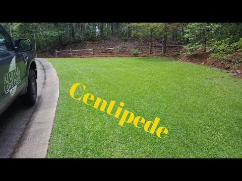 Video: Cum să plantezi iarbă de centipede și să îngrijești iarba de centipede