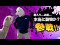 激やばアニマル全員参戦!!part34