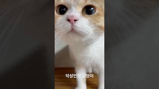 악성민원 고양이 금비 유신쇼