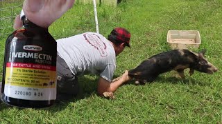 Treating Pigs For Parasites. Ivermectin Injection. FFE#83
