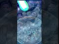 【ぷにぷに】Jパワートランスフォーム技演出